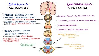 Spinothalamic Tract and Dorsal Column Medial Lemniscus Pathway  Ascending Tracts of the Spinal Cord [upl. by Eladnek581]