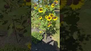 Rare Sunflower Tree Found In Massillon Ohio [upl. by Pax]