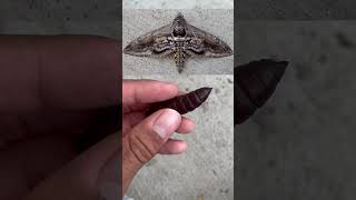 This is the Tobacco Hornworm butterflies moths viralshorts viral shortsfeed feedshorts cute [upl. by Amle92]