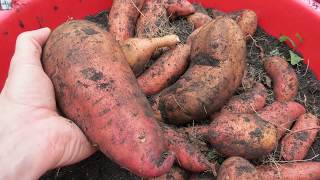 How to Grow Sweet Potatoes in Containers All the Steps amp a 24 Pound Sweet Potato [upl. by Leisha593]