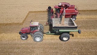 Wheat 🌾 Harvest 2024 with 2388 Case IH Combine [upl. by Kumar]