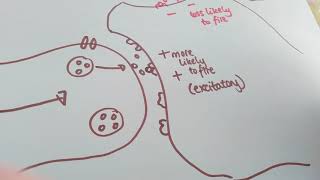 Synaptic transmission year 1 biopsychology [upl. by Llemej]