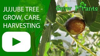 Jujube tree  grow care harvesting and eat [upl. by Alial753]