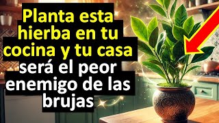 Planta esta hierba en tu cocina y tu casa será el peor enemigo de las brujas [upl. by Goda]