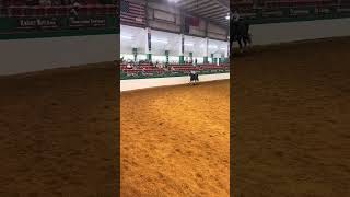 Horse show September 14th [upl. by Chenay]