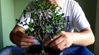 Primer diseño y trasplante de Buxus sempervirens bonsai naturalista parte 2  Bonsai Ecuador [upl. by Schatz]