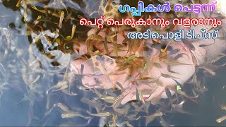 How to breed guppy fish faster in malayalam  Guppy fish fast breeding tips in malayalam [upl. by Slorac]