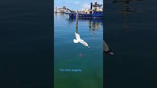 The Freo seagulls are wild 🤣 [upl. by Brok]