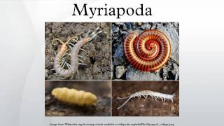 Myriapoda [upl. by Macmahon]