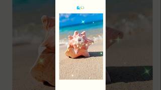 seashell conchshell shortvideo [upl. by Cruickshank]