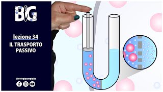 Il TRASPORTO PASSIVO  diffusione semplice osmosi e diffusione facilitata [upl. by Annim]