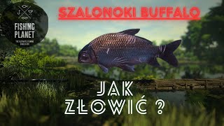 Fishing Planet  jak złowić Szalonookiego Buffalo ryba potwór  Poradnik [upl. by Durwood]