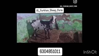 AL Furkhan Sheep Farm Ablak Available in Hyderabad [upl. by Yetti]