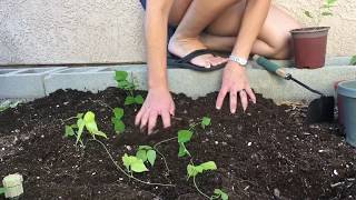 Transplanting Jicama and Planting Seeds [upl. by Serrell]