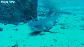 HILARIOUS sharks singing jaws  voice over [upl. by Ennahgem]