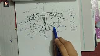 03 Section of Medulla Oblongata at Level of Inferior Olivary Nucleus  Easy TRICK and TIP [upl. by Emerick677]