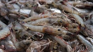 Commercial shrimping shrimp farming and the future of the seafood industry [upl. by Gwenore]