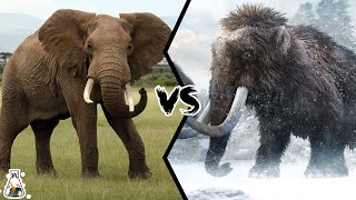 Elephant vs Mammoth  Who Would Have Won a Fight [upl. by Merat]