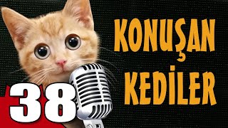 Konuşan Kediler 38  En Komik Kedi Videoları [upl. by Rabi]