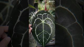 anthurium plants anthuriumforgetii plantlover monstera indoorplantlover [upl. by Addy]