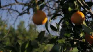 Crush story how paper is made from oranges [upl. by Ynar]