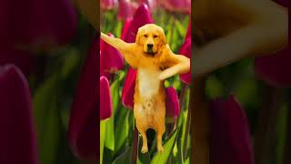 Tiptoe Tulips 🌷 TikTok Dance Dog [upl. by Ahsenak]