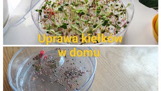 Uprawa kiełków w domu [upl. by Anikehs]