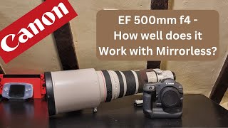 Canon ef 500mm f4 IS mki  How well does it work with Mirrorless Cameras in 2024 [upl. by Aniled]