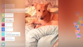 Köpeğe Kendisini Yalatan Kız Periscope [upl. by Ploch]