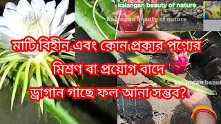 কোন প্রকার কীটনাশক বা সার প্রয়োগ না করেই ড্রাগন গাছে ফুল ও ফল অযত্নে ড্রাগন গাছ [upl. by Ketchum]