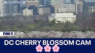 DC CHERRY BLOSSOM CAM 🌸 🌸 🌸 [upl. by Ayekel]