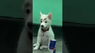 Sad cooper😭indianspitzdog youtubeshorts trending doglover cuteanimal puppy [upl. by Siloam]