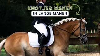 Dressuur KNOTTEN in LANGE manen  Haflingers King amp Beau [upl. by Ayomat]