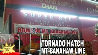 HOME OF MT BANAHAW LINE EXPERT SUPER REC GAMEFARM NI SIR RICHARD AND RONNIE CHAN IGF 2024 2ND DAY [upl. by Anazus719]