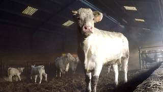 Une matinée dans un élevage Charolais en bretagne [upl. by Leora]