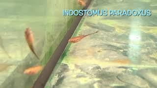 Indostomus paradoxus [upl. by Ivan139]