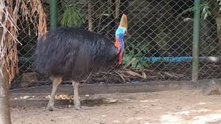 Doublewattled cassowary [upl. by Sikata]