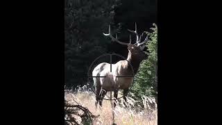 How To Shoot Elk With a Bow  Hunting Tips shorts hunting deerhunting [upl. by Necyrb245]