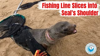 Fishing Line Slices into Seals Shoulder [upl. by Forsta]