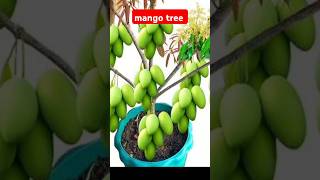 How to propagation mango tree by air layering mangotree [upl. by Aneetsirk]