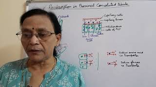 Reabsorption in Proximal Convoluted Tubule  Urine formation in nephrons Excretion [upl. by Irtemed]
