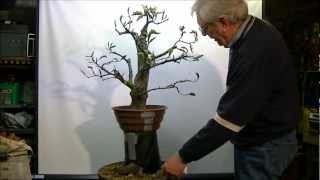 Bonsai Fagus sylvatica macotteren air layer 1 [upl. by Tabib]