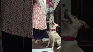 dogsong dogvideo shortvideos [upl. by Ellennad395]