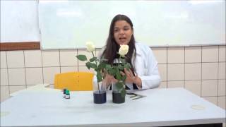 CAPILARIDADE DAS PLANTAS VIDEO [upl. by Refynnej]