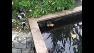 HydroClean fish friendly easy to clean pond skimmer from Russell Technologies [upl. by Hukill]