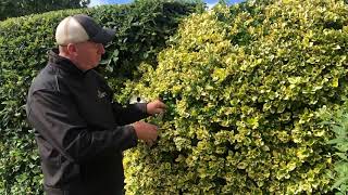 The Garden Warrior  Variegated Euonymus Japonica Reversion [upl. by Mindi]