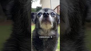 Chihuahua Chihuahua Album Version by Puppy Songs [upl. by Asilam]