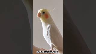 Cute Cockatiel Singing and Dancing Unleashing Cockatiels Craze [upl. by Dalton]