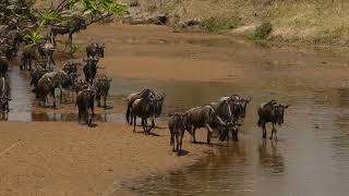 WILDEBEEST MIGRATION MASAI MARA 2072023LIKE amp SUBSCRIBE  shorts  you tube shorts  wildebeest [upl. by Atnas]