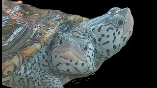 A Live Two Headed Turtle Live Stream [upl. by Cyrill615]